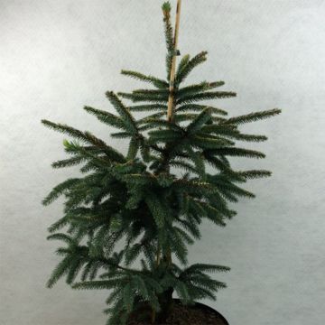 Picea mariana Aurea - Abeto negro