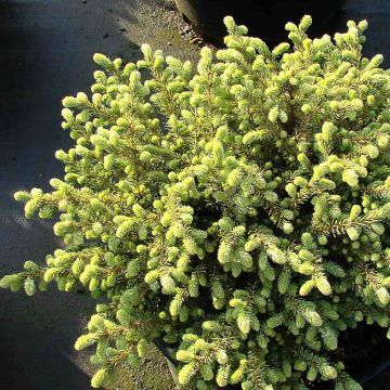 Picea mariana Nana - Abeto negro