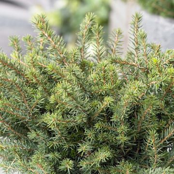 Picea omorika Karel - Pícea de Serbia