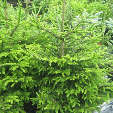 Picea orientalis Kenwith