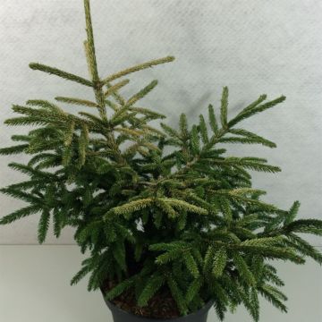 Picea orientalis Silver Seedling