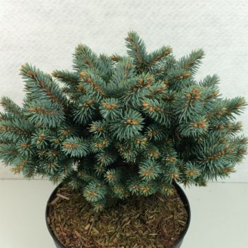 Picea pungens Blaukissen - Pícea de Colorado