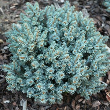 Picea pungens Tokarz - Pícea de Colorado