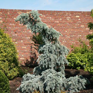 Picea pungens Glauca Pendula - Pícea de Colorado