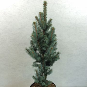 Picea pungens Iseli Fastigiate - Pícea de Colorado