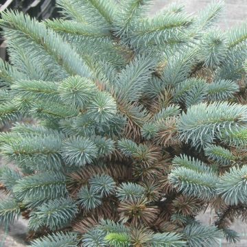 Picea pungens Jeddeloh - Pícea de Colorado