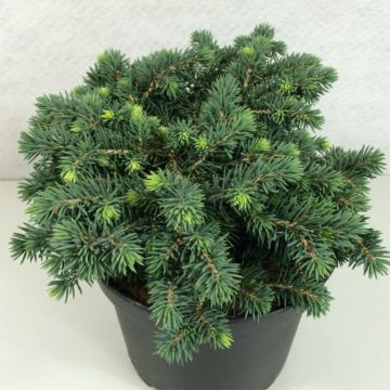 Picea pungens Kuba - Pícea de Colorado