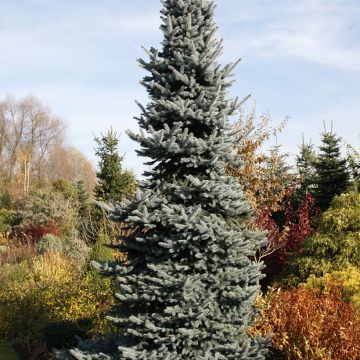 Picea pungens Oldenburg - Pícea de Colorado