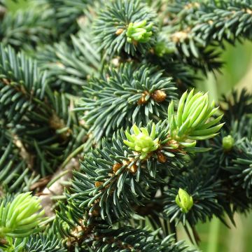 Picea pungens Sonia - Pícea de Colorado