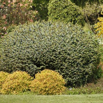 Picea sitchensis Tenas - Pícea de Sitka