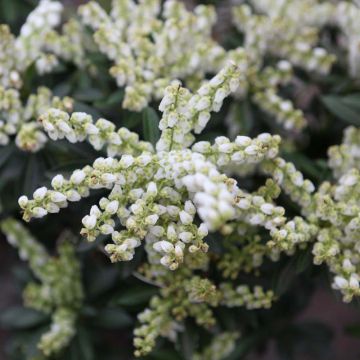 Pieris japonica Debutante - Andrómeda