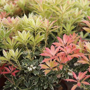 Pieris japonica Flaming Silver - Andrómeda