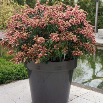 Pieris japonica Passion - Andrómeda