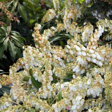 Pieris japonica Purity - Andrómeda