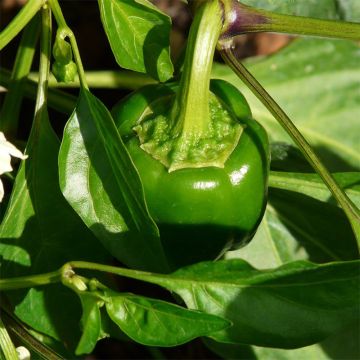 Pimiento Doux d'Espagne