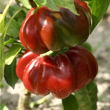 Pimienta de Cayena Tomate