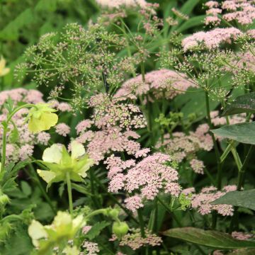 Pimpinella major Rosea