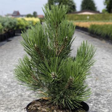 Pinus heldreichii Malinkii - Pino de los Balcanes