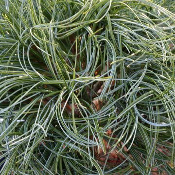 Pino de Weymouth Green Twist - Pinus strobus