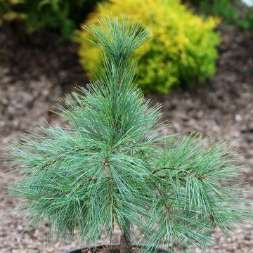 Pino de Weymouth Niagara Falls - Pinus strobus