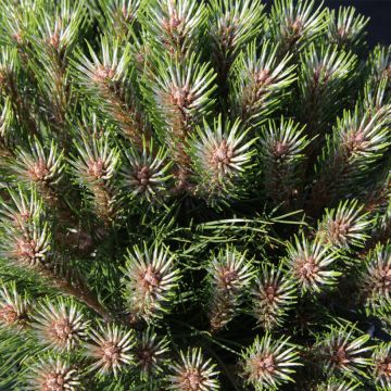 Pino laricio Marie Brégeon - Pinus nigra