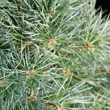 Pino silvestre Chantry Blue - Pinus sylvestris