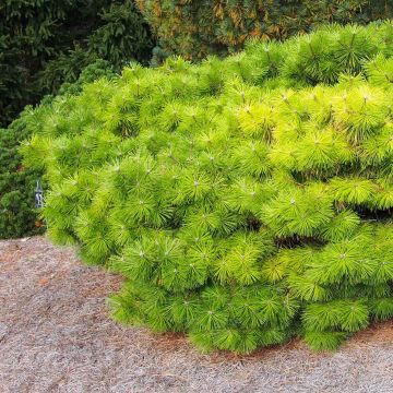 Pino rojo japonés Jane Kluis - Pinus densiflora