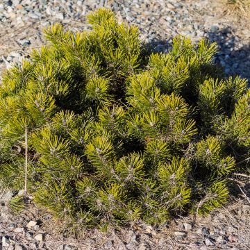 Pino negro var.pumilio - Pinus mugo