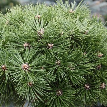 Pino laricio Agnes Brégeon - Pinus nigra