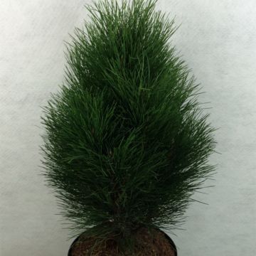 Pino laricio Green Tower - Pinus nigra