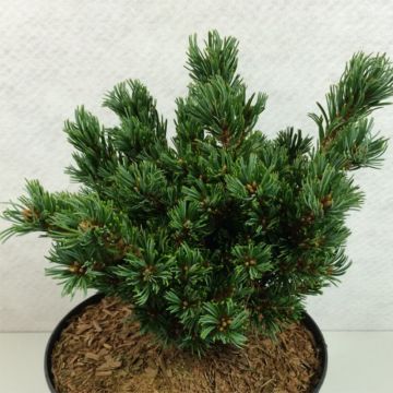 Pino blanco japonés Beran - Pinus parviflora