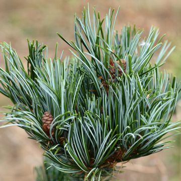 Pino blanco japonés Iribune - Pinus parviflora