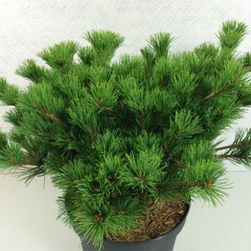 Pino blanco japonés Kokuho - Pinus parviflora