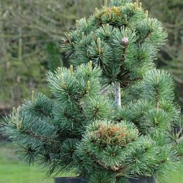 Pino blanco japonés Negishi - Pinus parviflora