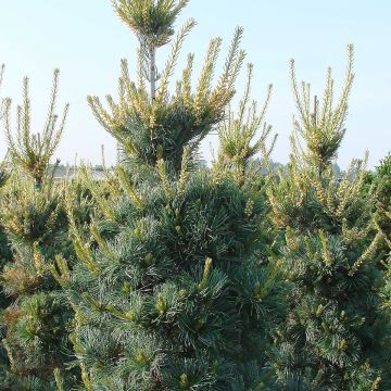 Pino blanco japonés Tempelhof - Pinus parviflora