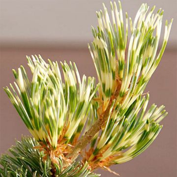 Pino blanco japonés Fukai - Pinus parviflora