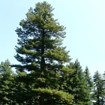 Pinus peuce - Pino de Macedonia