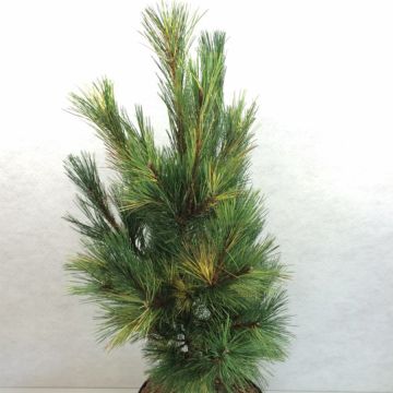 Pinus peuce Aureovariegata - Pino de Macedonia