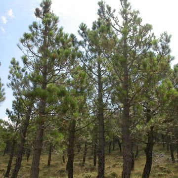 Pino marítimo - Pinus pinaster