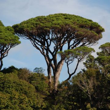 Pino manso - Pinus pinea