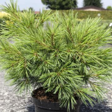 Pino de Weymouth Minima - Pinus strobus