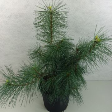 Pino de Weymouth Wendy - Pinus strobus