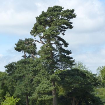 Pino silvestre - Pinus sylvestris