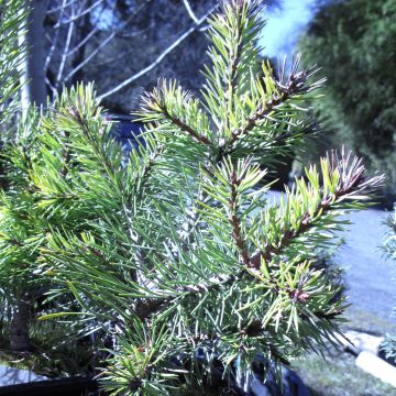 Pino silvestre Doone Valley - Pinus sylvestris