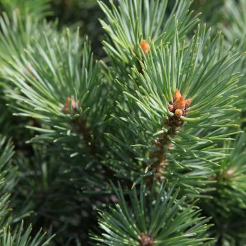 Pino silvestre Watereri - Pinus sylvestris