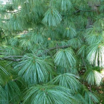 Pino azul del Himalaya​ - Pinus wallichiana