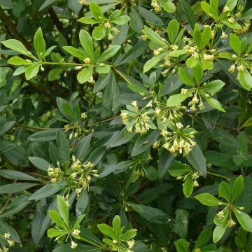 Pittosporum heterophyllum