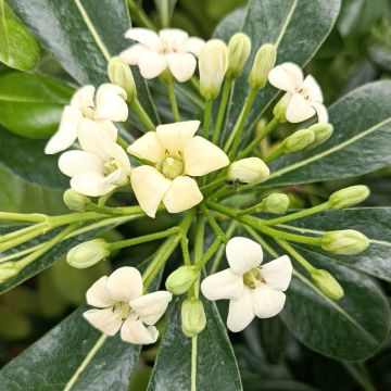 Pittosporum tobira - Azahar de la China