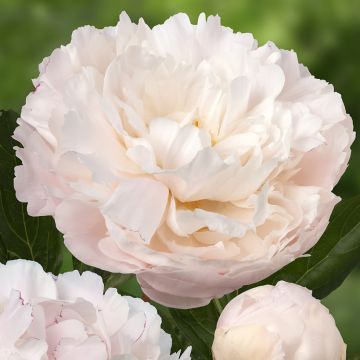 Peonia lactiflora Dynasty