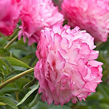 Peonia lactiflora Joker